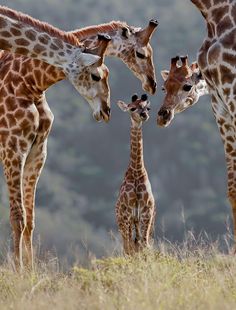 girafes