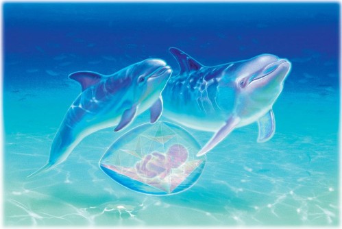 dauphins-bebe